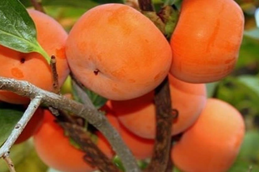 640 تن خرمالو در مرودشت برداشت شد