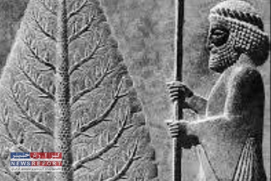 درخت نوروز در مجموعه جهانی تخت جمشید کاشته شد