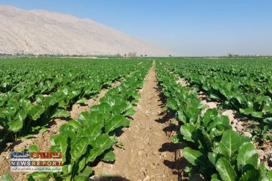 کشت چغندر قند بهاره در شهرستان مرودشت آغاز شد