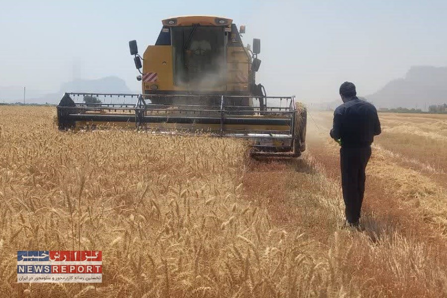 مرودشت، ایستگاه آخر قطب تولید خوشه های طلایی در برداشت گندم