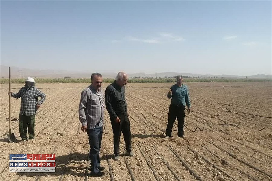 پایان کشت 170 هکتار چغندرقند پاییزه در زمین‌های کشاورزی فسا